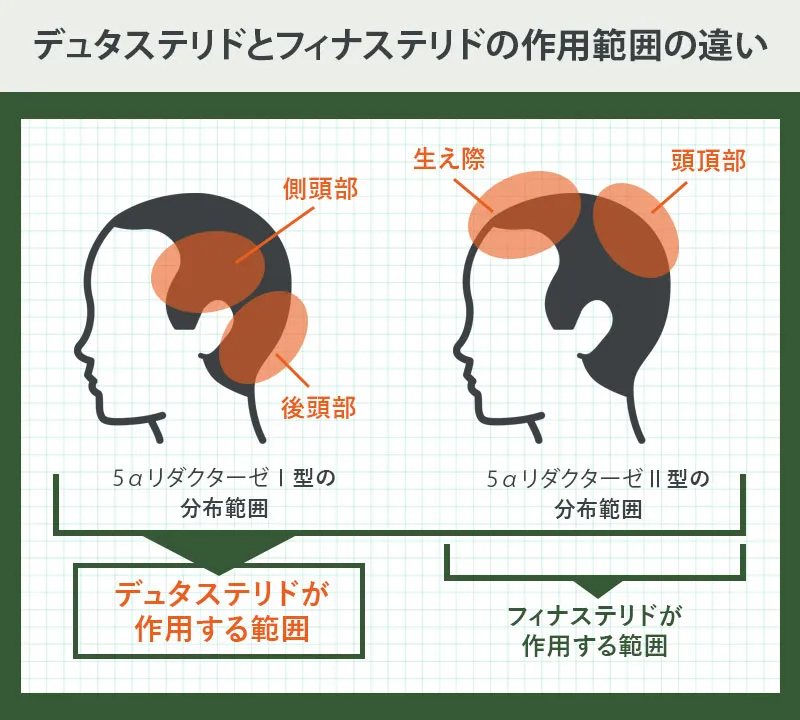 デュタステリドが作用する範囲