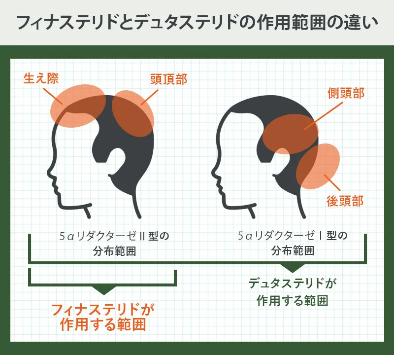 フィナステリドが作用する範囲