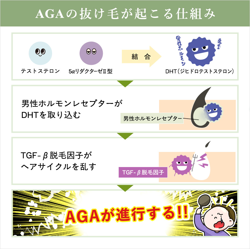 AGAで薄毛がおこる仕組みの図説