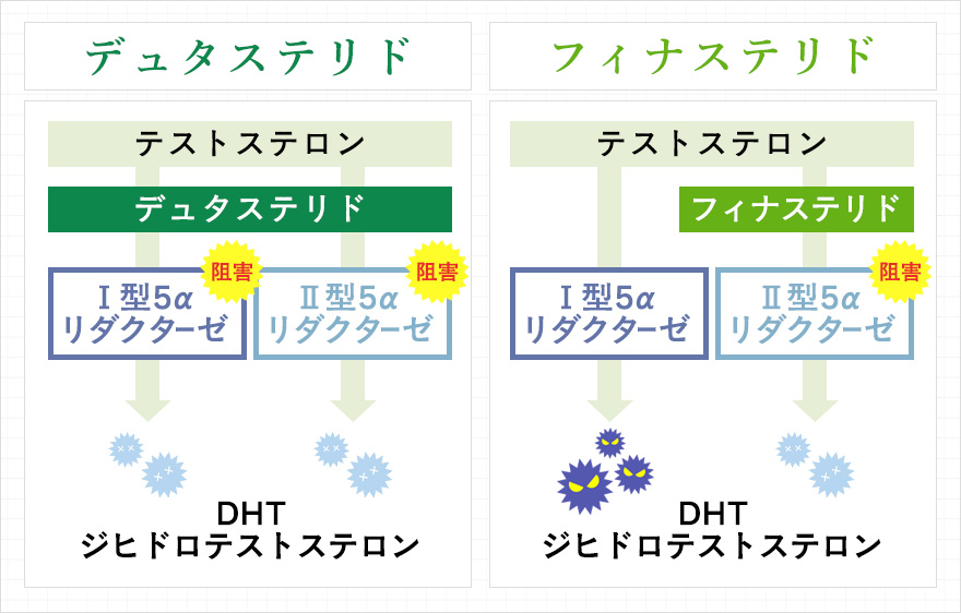 デュタステリドとフィナステリドの作用について図説