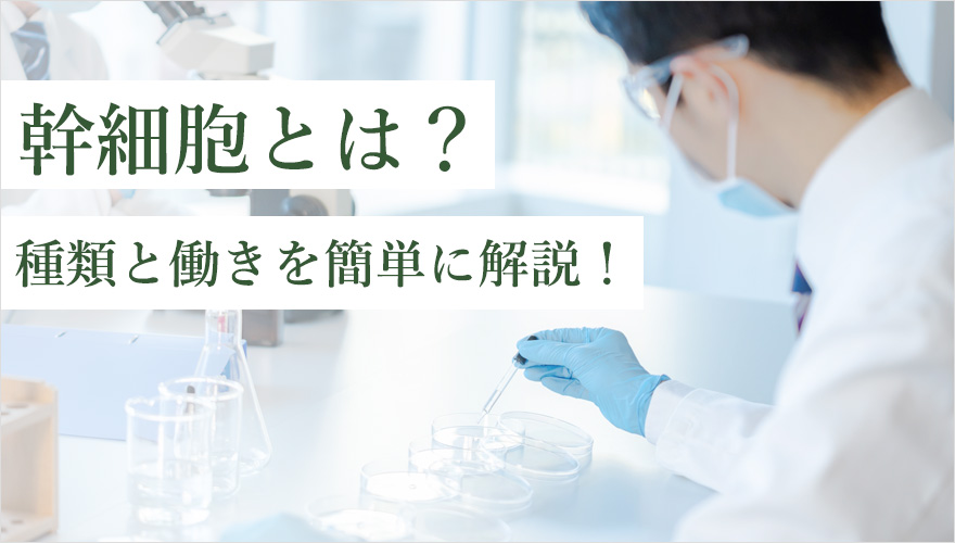 幹細胞の種類と働きについて