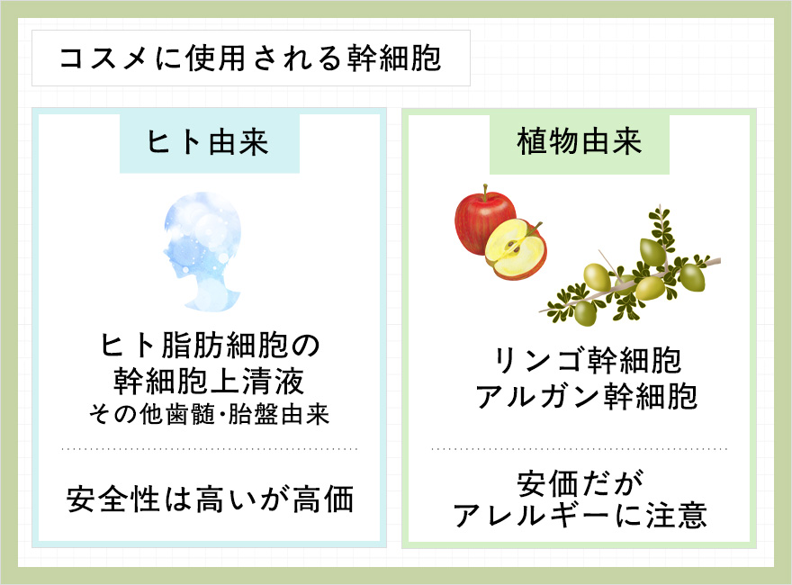 コスメに使われる幹細胞