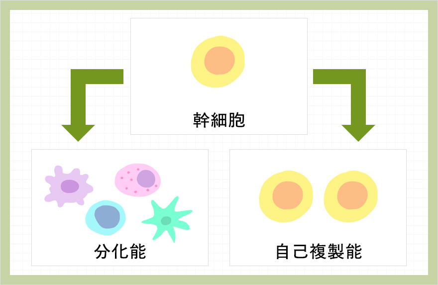 幹細胞の2つの働きの図説