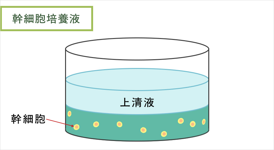 幹細胞培養液のイメージ図